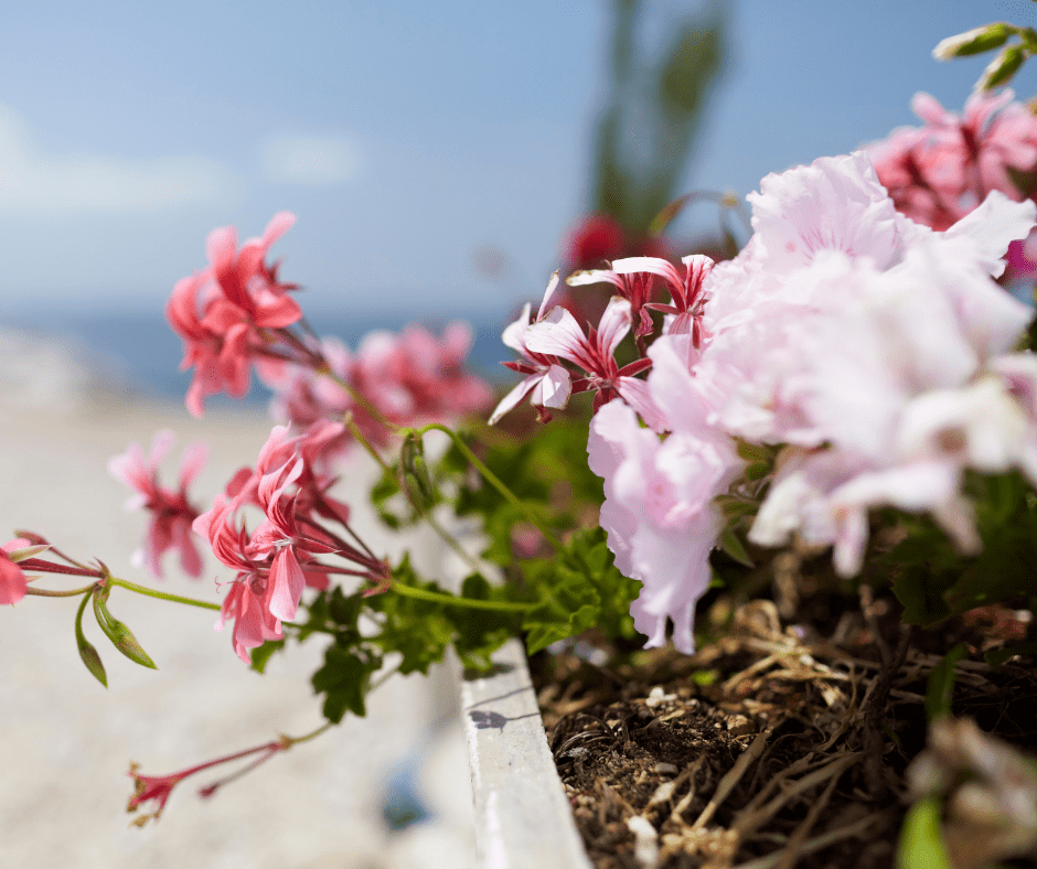 A Basket filled with various colors of pink flowers.