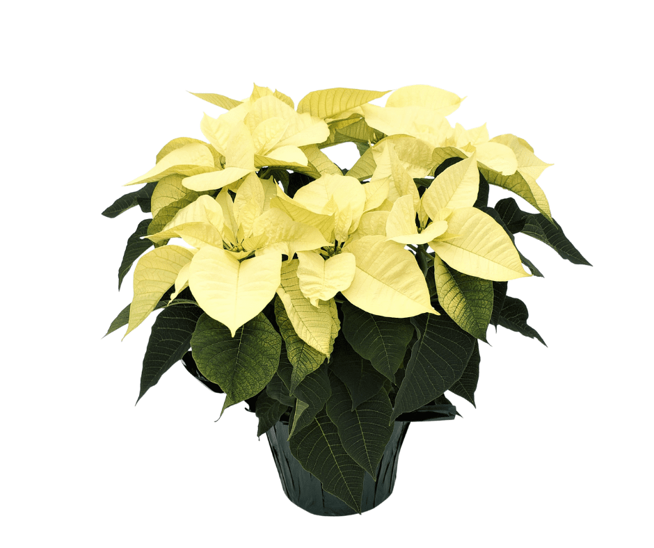 Poinsettia - White