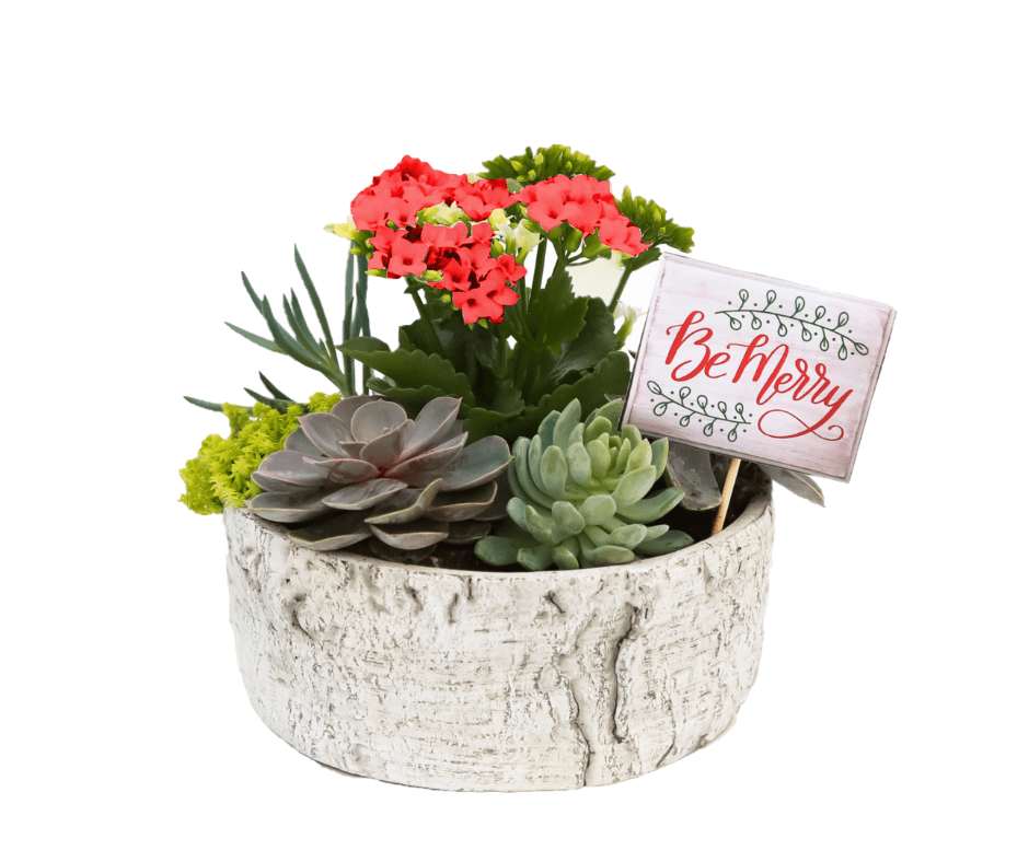 Succulent Bowl - red